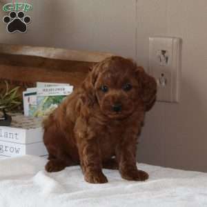 Papaya, Cavapoo Puppy